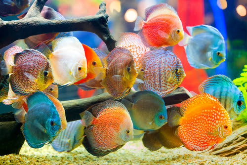 ディスカスの飼育 照明のおすすめの色や時間は 熱帯魚 淡水魚 海水魚の図鑑