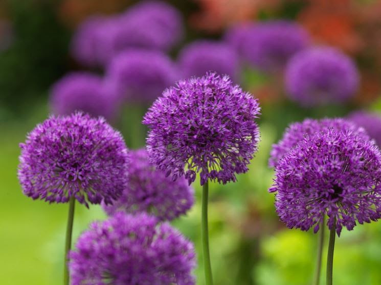 Fiori viola nomi - Significato fiori - Nomi dei fiori viola