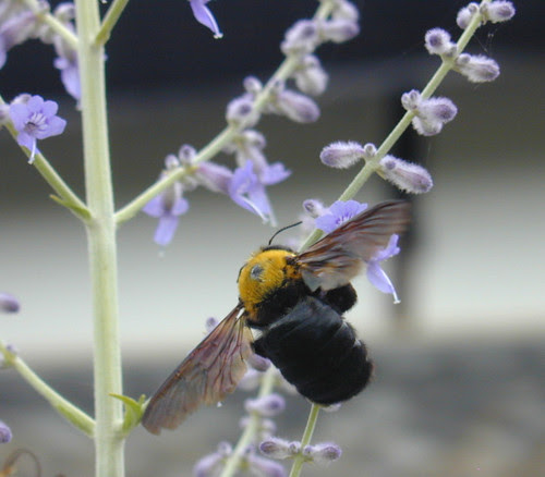 060712 bee01