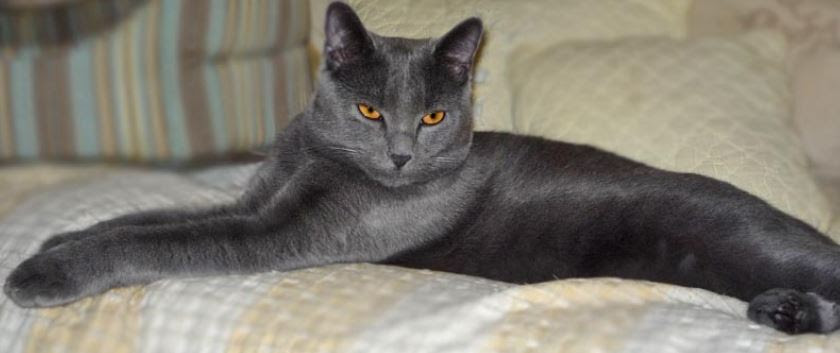 Liste des races de chats p dia