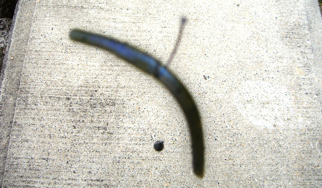 setagawa bass chouka 2015 biwako 0