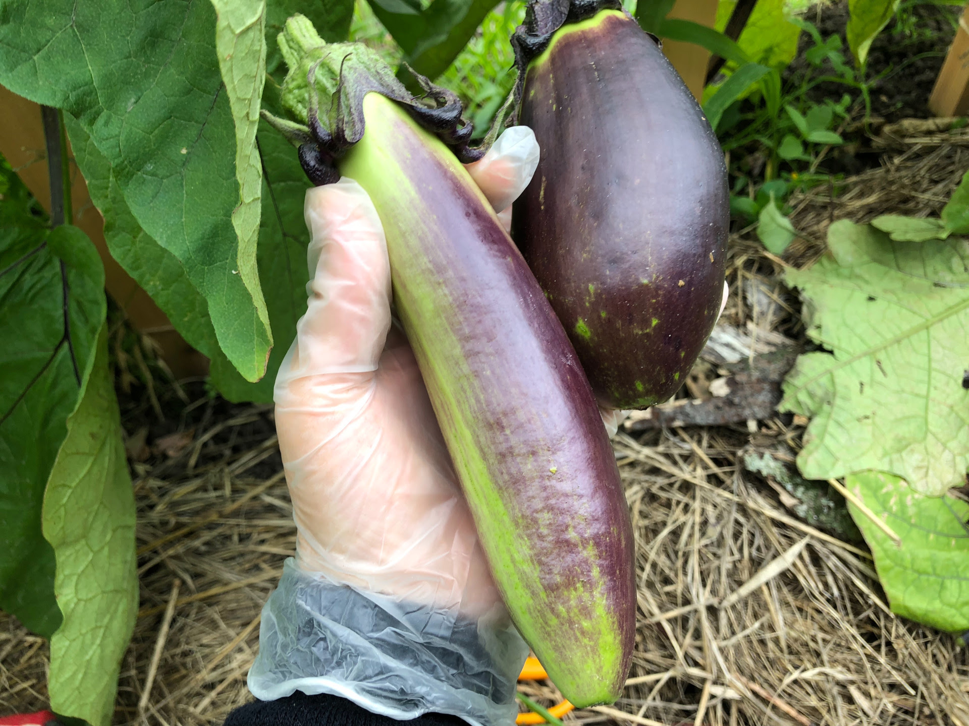 ナス 苗から 青大丸ナス テングナスさん のページ 光彩さんの作物 By 菜園ナビ