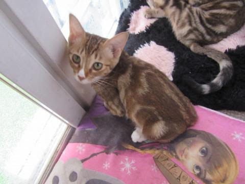 三重県 里親募集中 保護猫 野良の子 猫の里親募集 ネコジルシ