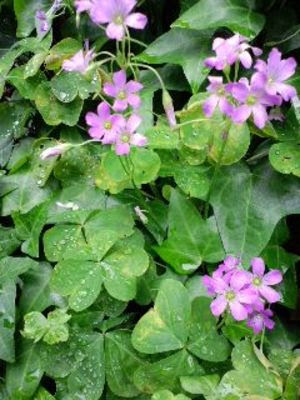 雑草の花 徒然白石
