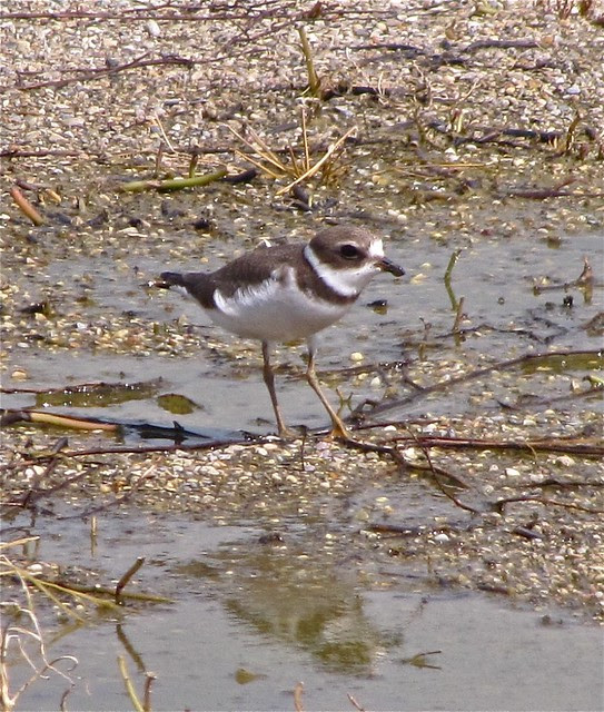 Semipalmated Plover at El Paso Sewage Treatment Center 34