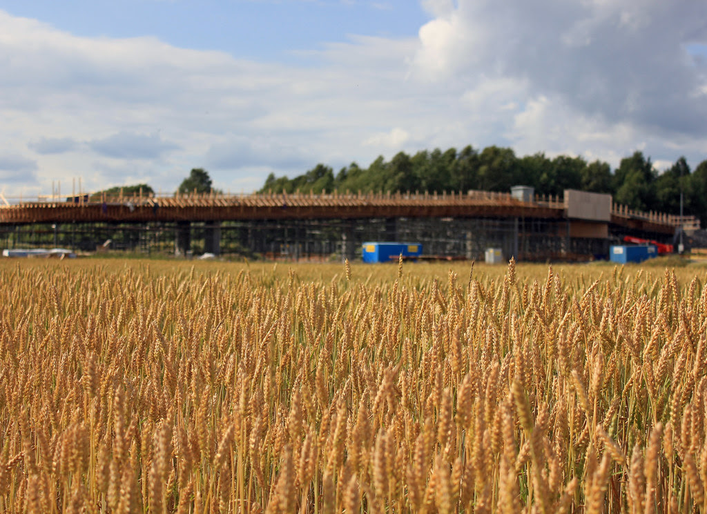 Wheat field