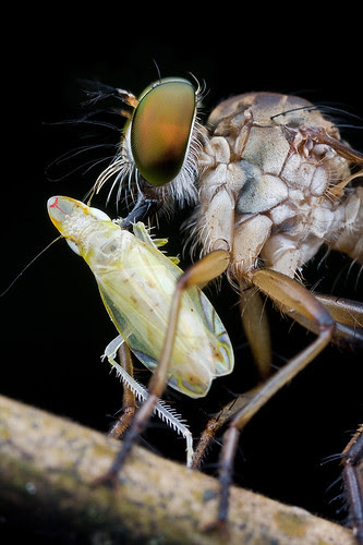robber fly with froghopper prey IMG_9532 copy