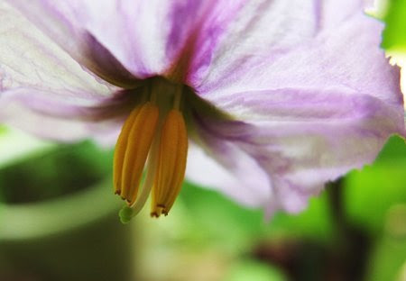 ナス 花が咲かない 園芸ナビ 花と野菜の育て方