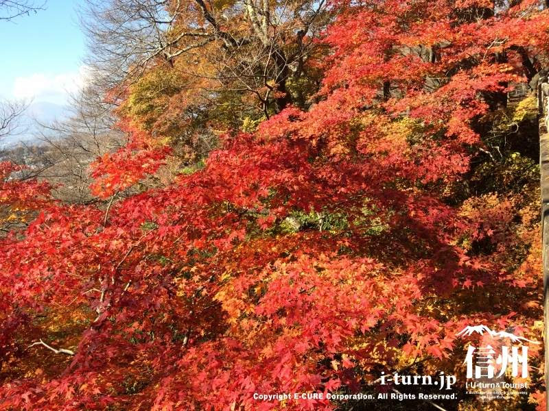 高遠城址公園の紅葉 14年11月7日撮影 伊那市高遠