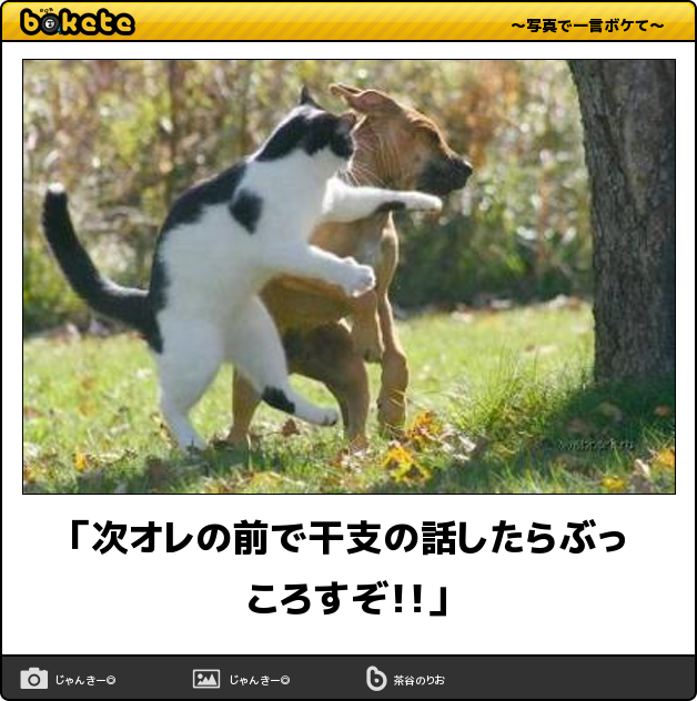 疲れ吹っ飛ぶ 可愛い 楽しい 猫あるある ハイレベルなボケて特集 猫の総合情報サイト ペットスマイルニュースforネコちゃん