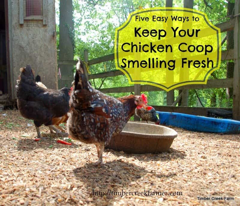 Keep Your Chicken Coop Smelling Fresh-Timber Creek Farm