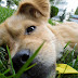 Lawn Pesticides And Pets - Although these pesticides can be beneficial, they have the potential to hurt your pet if they are not stored and used properly.