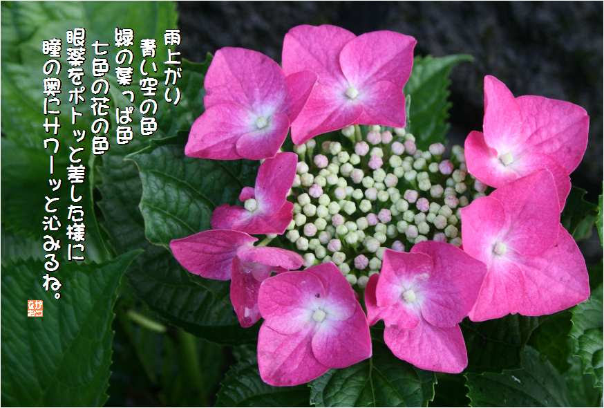 No 167 ピンク紫陽花 花言葉 忍耐強い愛情 なおかつ フォトエッセイ