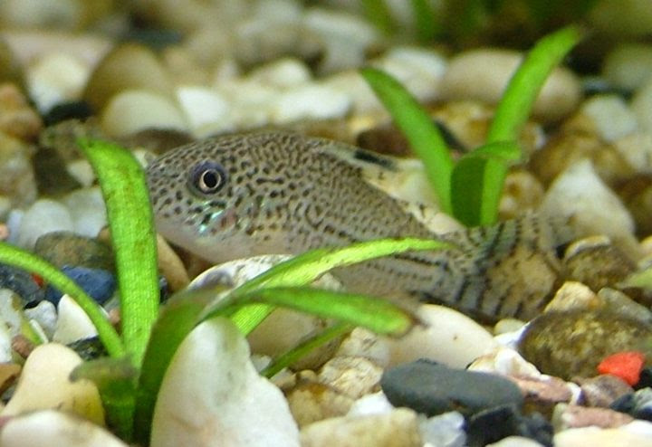 コリドラス ジュリーの飼い方 飼育 混泳 大きさ 繁殖 種類 ミズムック