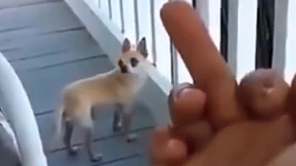 千万不要对狗竖中指 柴犬会恼怒变成 钻头 哈士奇会 说唱