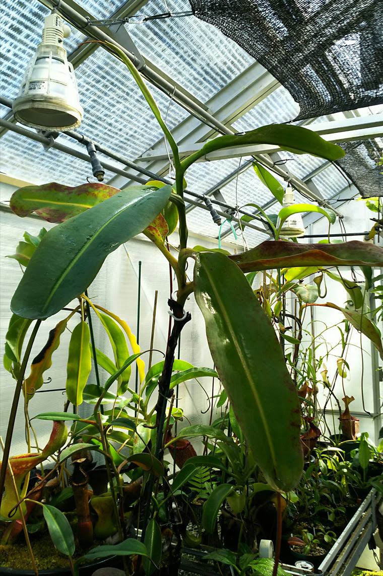 Nepenthes Rajah