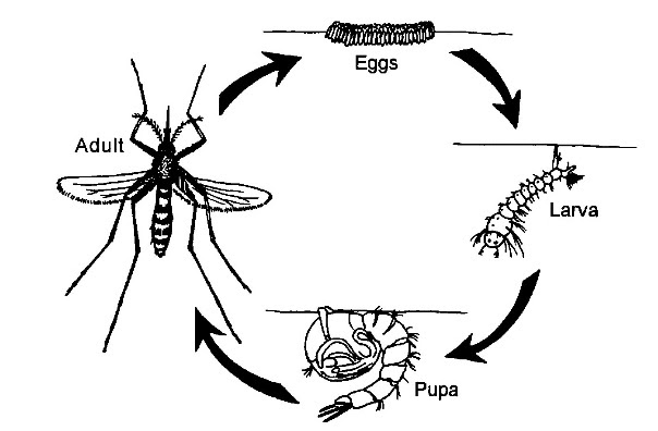 Harni Lainy Br Bakkara BELAJAR BIOLOGI YUK
