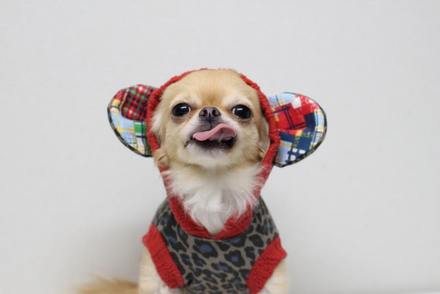 かわいい チワワに着せたいおしゃれな服と選び方をご紹介