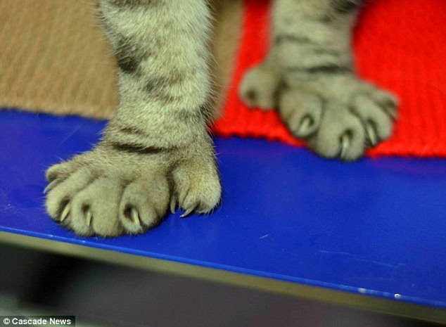 The cat with five toes: Pet with extra digits is returned ...