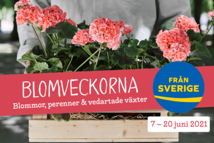 Årets Pelargon 2022 / Årets pelargon är ingen blyg viol.