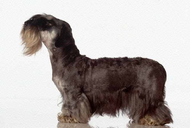 small dog breeds images. Small Dog Breeds.