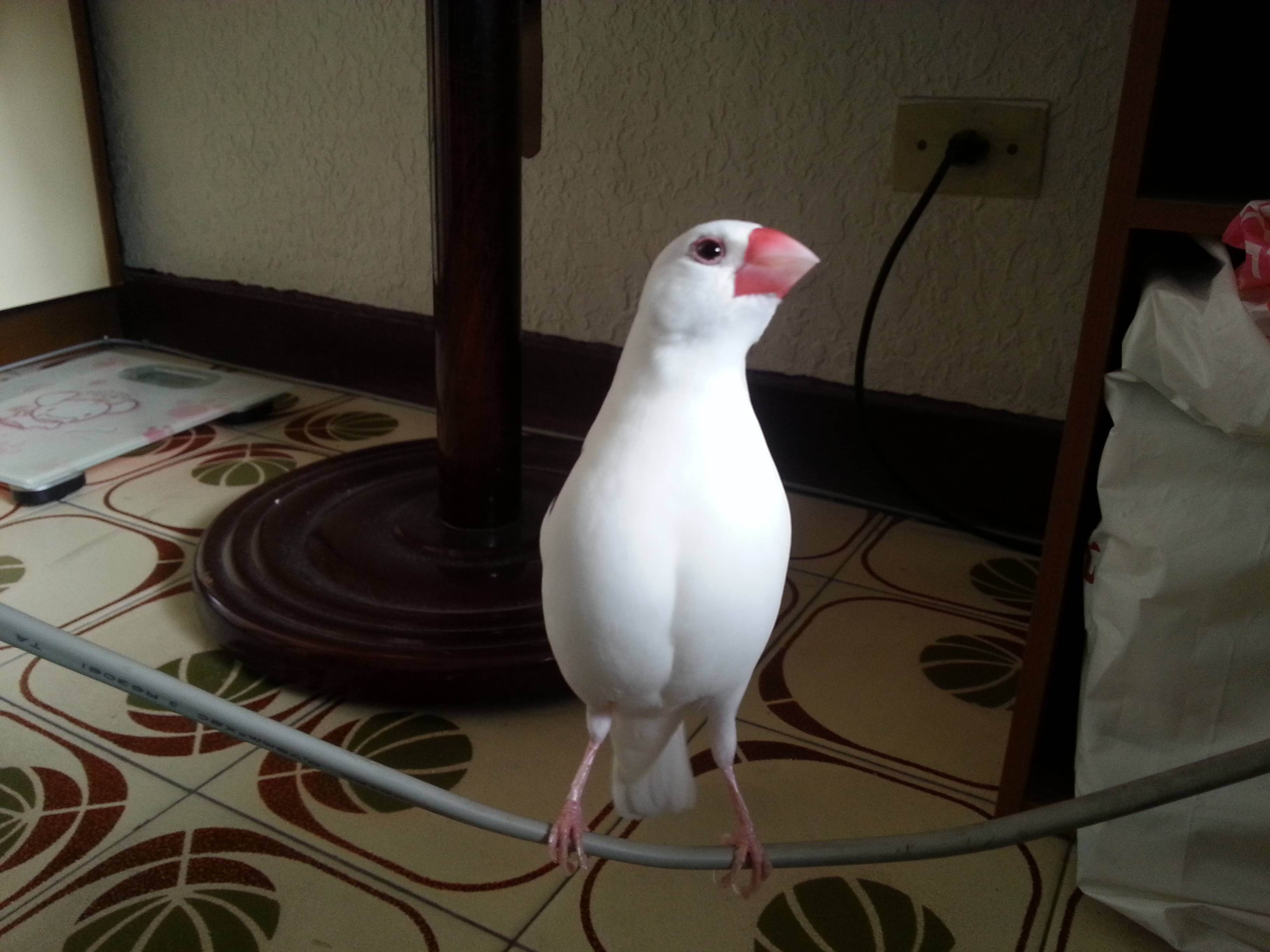 協尋 家裡的白文鳥飛走了 看板womentalk Ptt網頁版