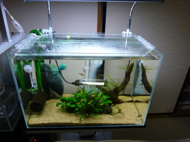 Aquatic Plants 45cm水槽のレイアウト