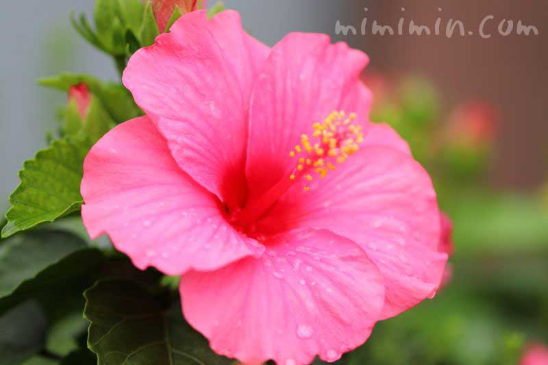 ハイビスカスの花言葉 色別 誕生花 伝説 みみみんブログ