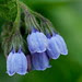 Symphytum officinale