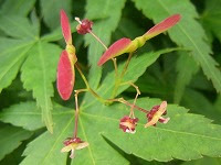 １０月３１日の誕生花 カエデ 楓 の花言葉 大切な思い出 秋に黄から赤へ変化してから 隠栖 する葉 弥生おばさんのガーデニングノート 花と緑の365日 楽天ブログ