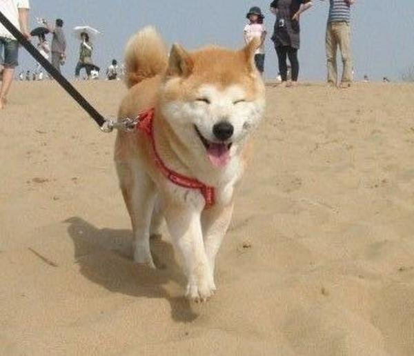 笑っているけど 実は笑っていない犬 笑うと叩かれます 犬へのボケ ボケて Bokete
