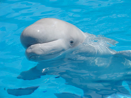 beluga whale. Beluga whale