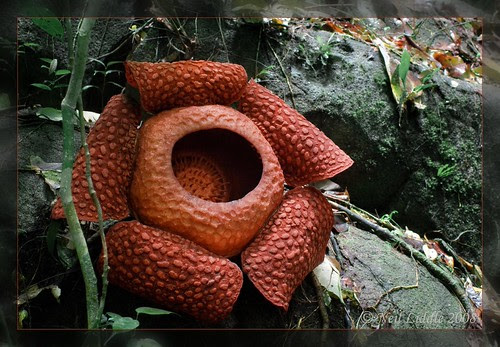Rafflesia