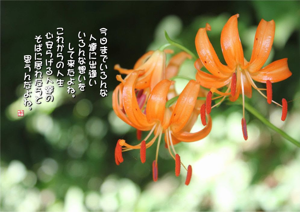 No 519 車百合 花言葉 心安らぐ人 群を抜く 神聖 なおかつ フォトエッセイ