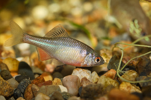 タナゴの水槽飼育 おすすめの餌は 水草は食べない 熱帯魚 淡水魚 海水魚の図鑑
