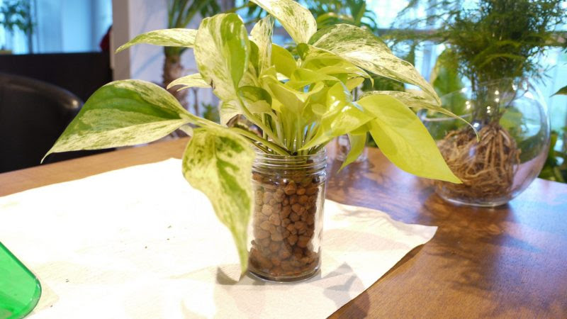 ポトスの育て方 ハイドロカルチャーで育ててみませんか ハイドロカルチャーで楽しもう