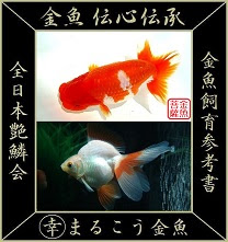 金魚飼育の真髄 金魚飼育完全マニュアル 金魚 伝心伝承 水泡症 ガマガエル症候群 原因 症状 治療方法について