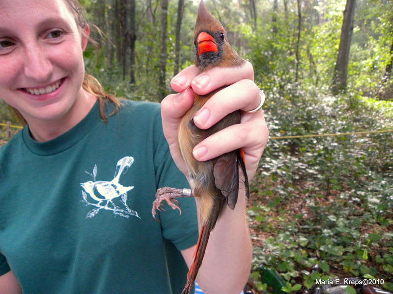Northern Cardinal