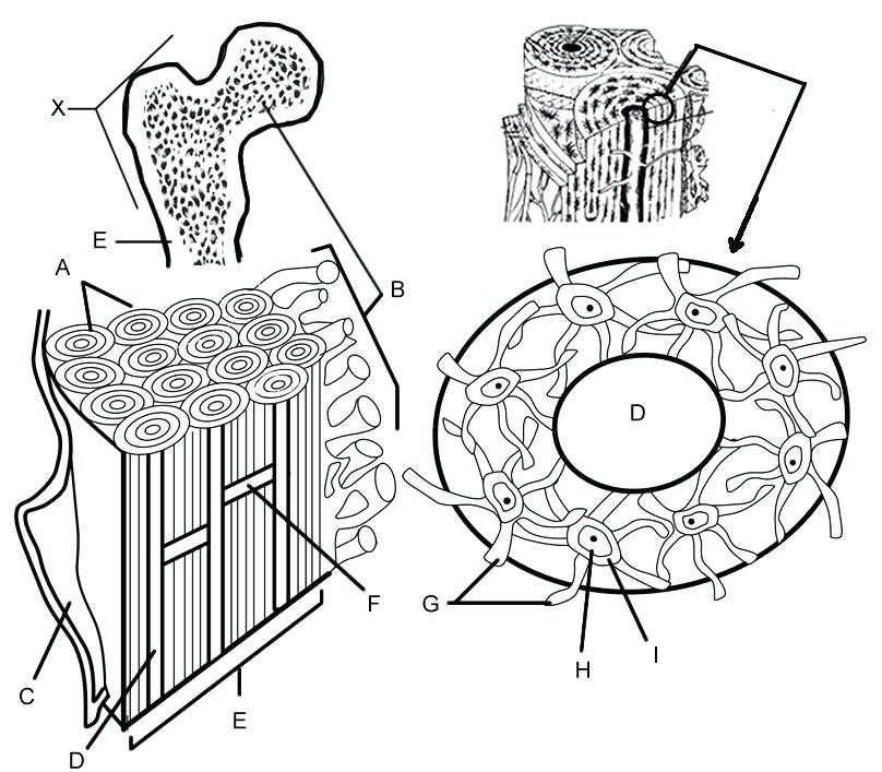 Download Tissue Coloring Pages at GetColorings.com | Free printable colorings pages to print and color