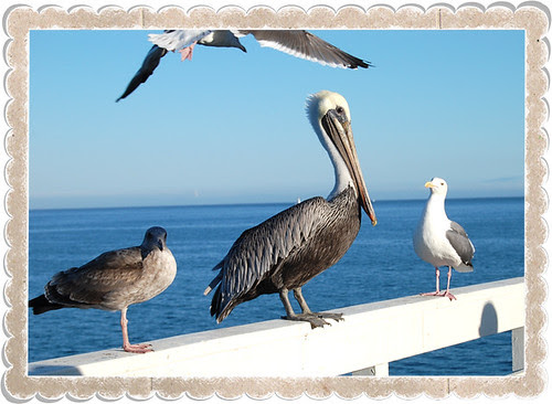 Pelican 