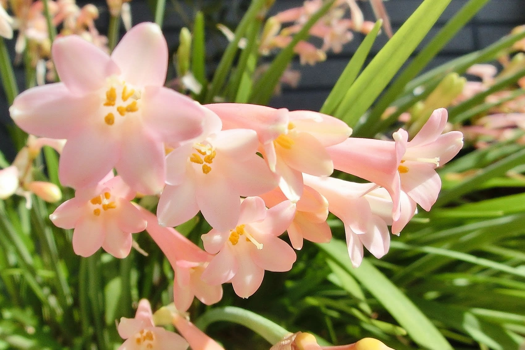12月17日诞生花