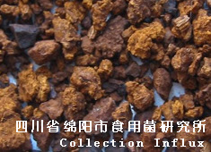 白桦茸培训 栽培技术 菌种 图片 中国食用菌网
