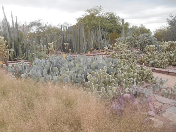 まさにサボテンの国 フェニックスの砂漠植物園 アメリカ観光おすすめスポットまとめ