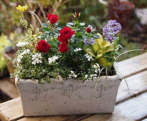 ミニバラの寄せ植え 根っこの花工房 花つむりです
