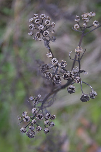 dormant