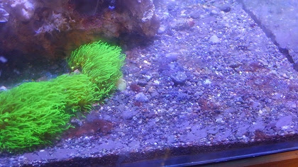 小さな Marine Aquarium In 北海道 トラブル