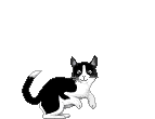 Animated b/w cat Pictures, Images and Photos