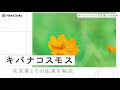 ++ 50 ++ キバナコスモス 英語 314680-キバナコスモス 英語