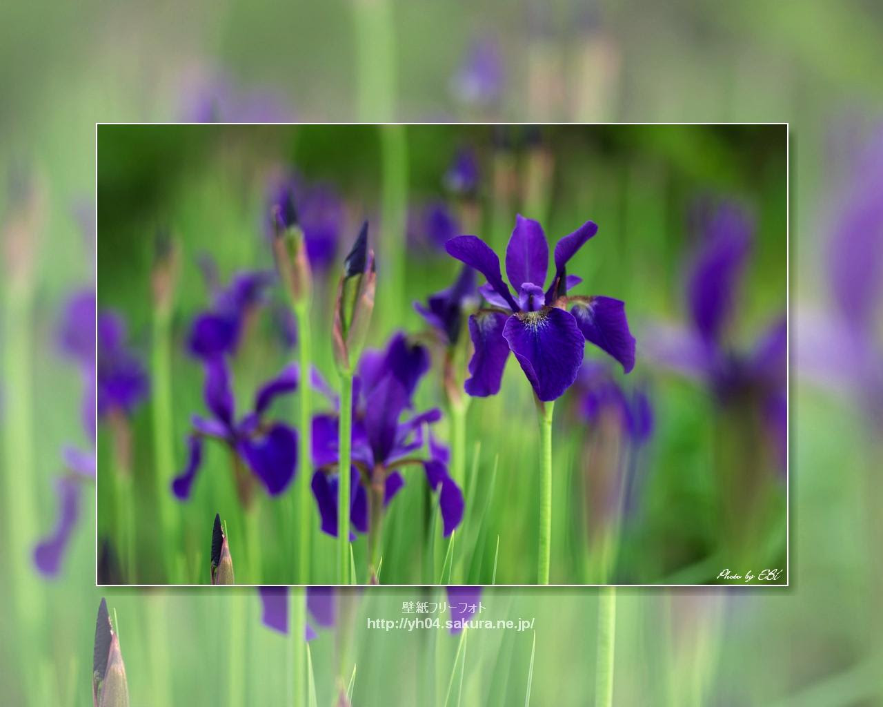 アヤメ 花菖蒲 高画質 1280 1024 デスクトップ無料壁紙