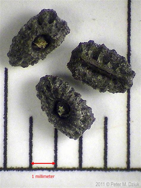 Plants are defenseless against the munching mouths of herbivorous animals, but some carnivorous plant species take matters into their own stems by snacking on bugs. Tradescantia occidentalis (Spiderwort): Minnesota Wildflowers